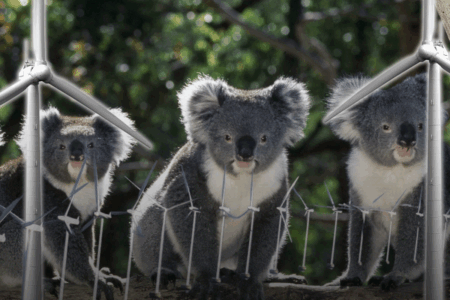 ‘Killing koalas’ – Wind farm has euthanasia plan for animals