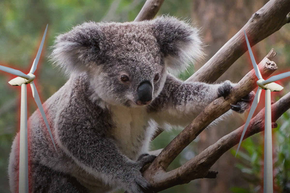 Article image for ‘No answer’ – Renewables boss dodges animal deaths