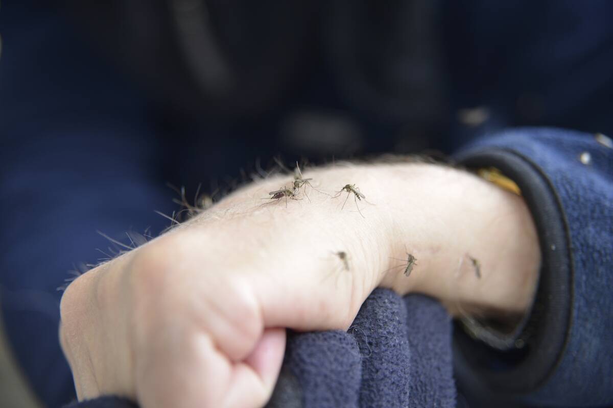Article image for NSW Health issues mosquito warning ahead of Summer