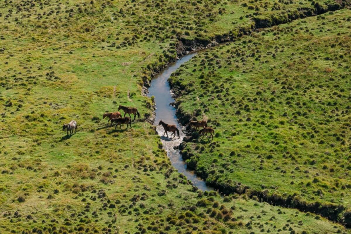 Article image for ‘Inhumane treatment’ – Shocking footage of brumby culling in Kosciuszko