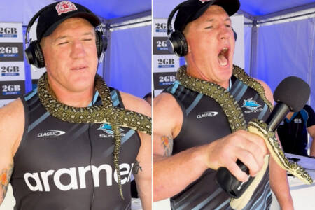 ‘NO, NO!’: Paul Gallen’s hilarious reaction to python on air