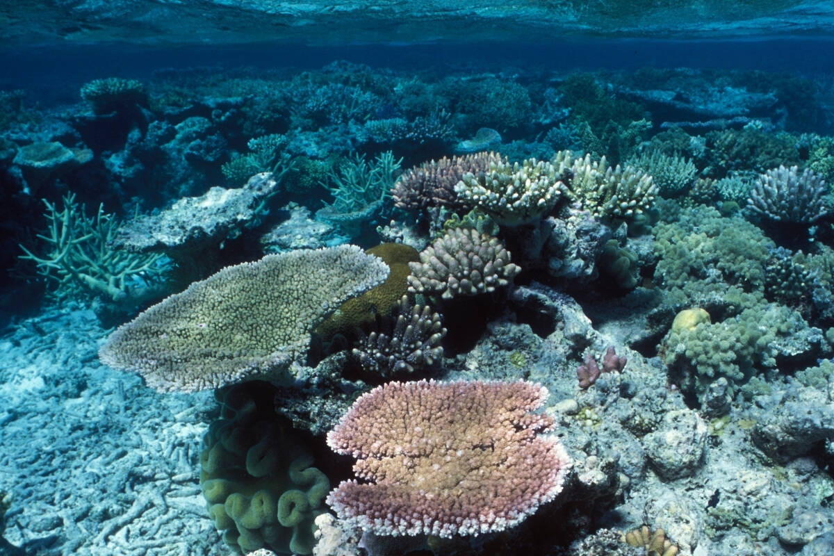 Article image for ‘Fake news’ – Scientist blasts scare campaign over Great Barrier Reef