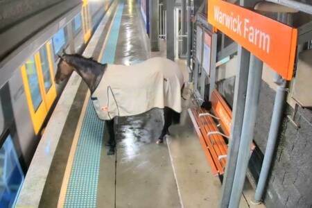 Horse escapes farm and enters train station