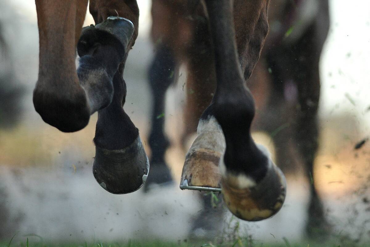 Article image for ‘Slaughtered horses’: EPA investigating house in Wagga