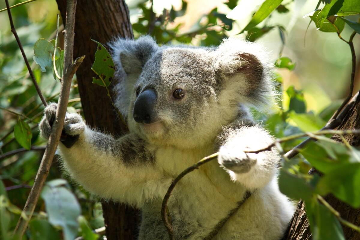 ‘Fact Check’ Are koalas really extinct?