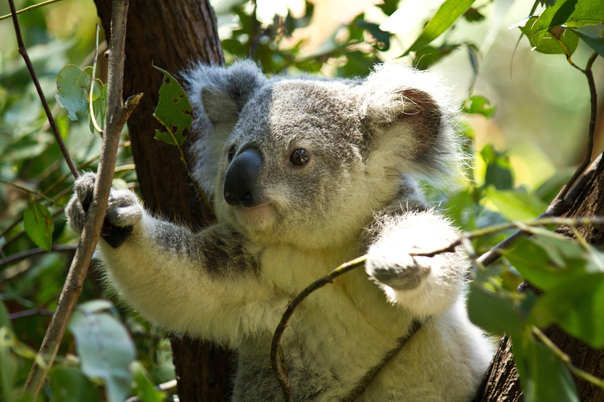 ‘Fact Check’ Are koalas really extinct?
