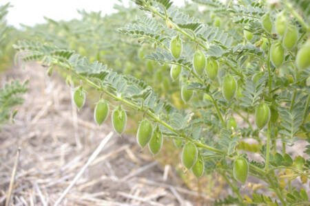Tariff suspension offering opportunities for chickpea growers