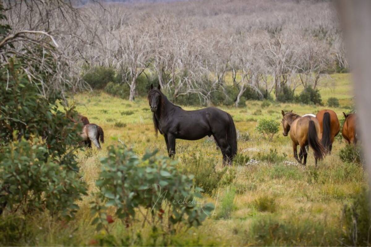 Article image for ‘Glaring error’ – Independent study reveals brumby estimate discrepancies