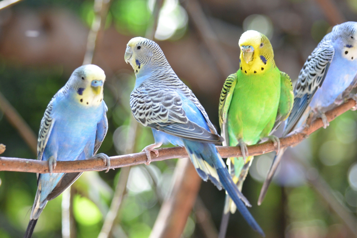 Article image for ‘Think twice before a cat or dog’ – Budgies are the budget-friendly pet that fits any home