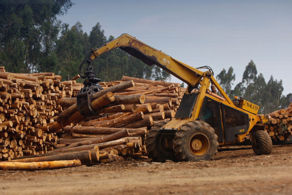 Article image for ‘It will kill us’ – Logging industry facing the axe