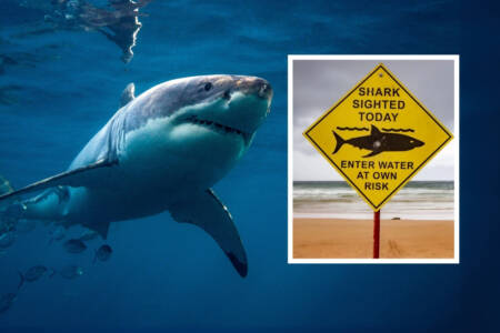 Shark cull ? – Aussie swimmers warned after more attacks