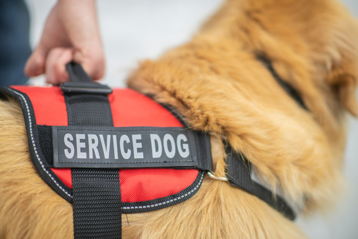 Article image for ‘Bridging the gap’ – New campaign aims to improve access for guide dog ussers