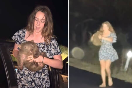 Exclusive – American tourist filmed STEALING baby wombat