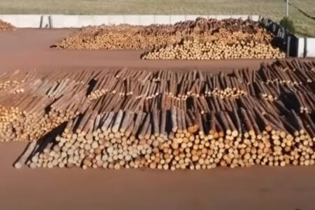 ‘Building crisis’ – Enough timber for 50,000 homes left to rot