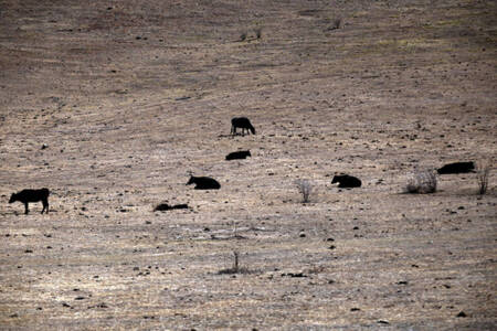 Victorian Farmers Federation releases drought response framework