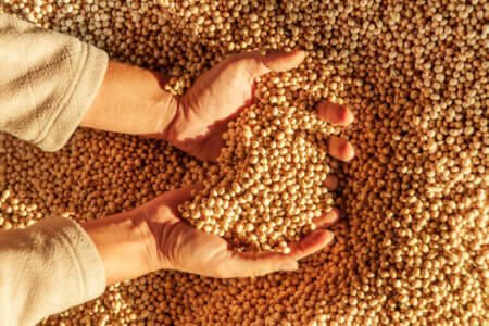 The latest forecasts for Australia’s burgeoning pulse sector amid trade tensions