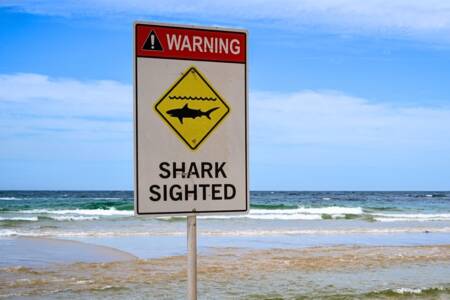 ‘Lurking for longer’ – Why sharks have a taste for Sydney