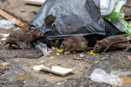 ‘Serious issue’ – Calls for more action to solve Sydney’s rat crisis