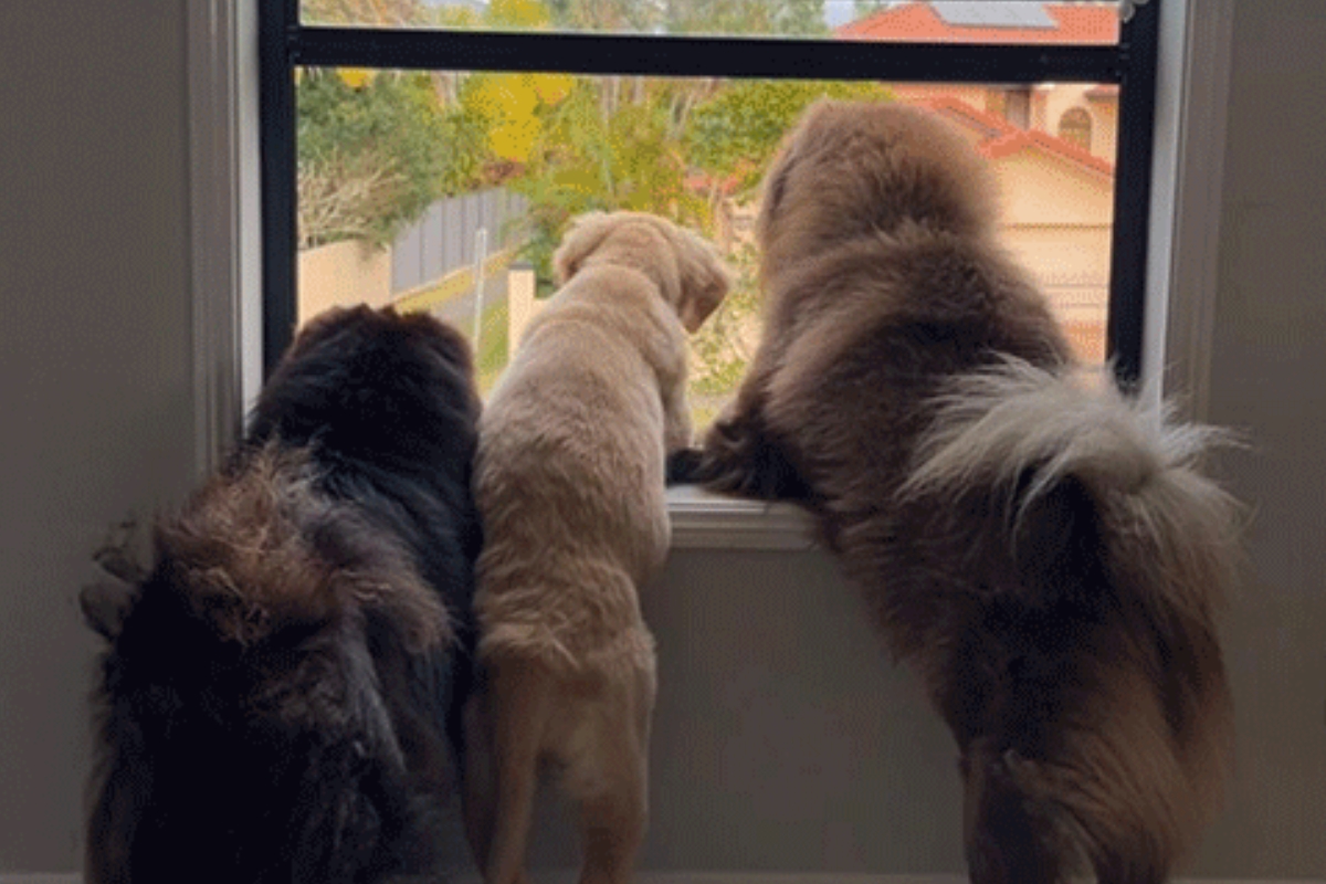 Article image for EXCLUSIVE – How a video of 3 dogs landed an Aussie business owner in trouble