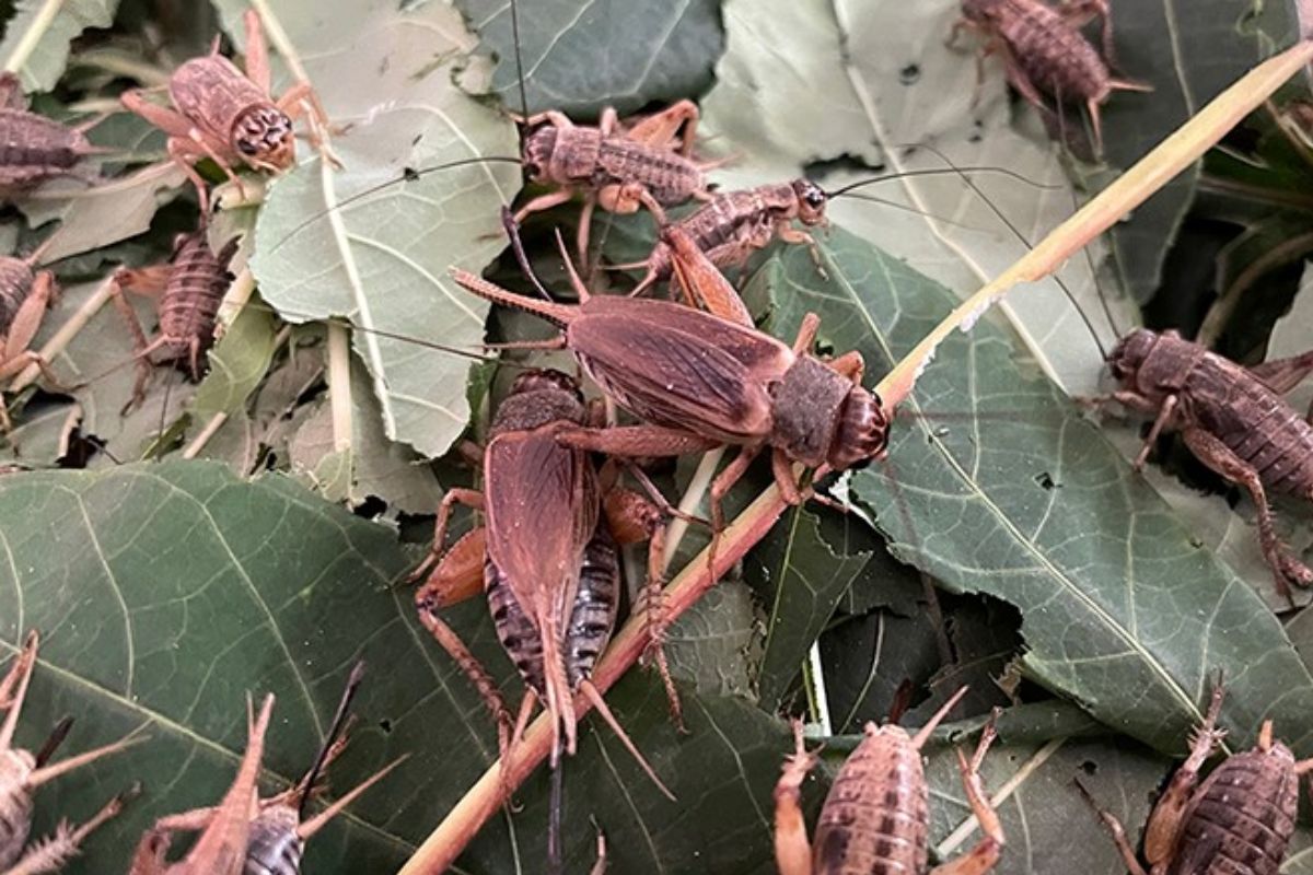 Article image for ‘Growing demand’ – Smugglers caught Illegally exporting insects for profit