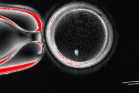 The final line crossed?  McLaren on science ‘abolishing the biological mother’