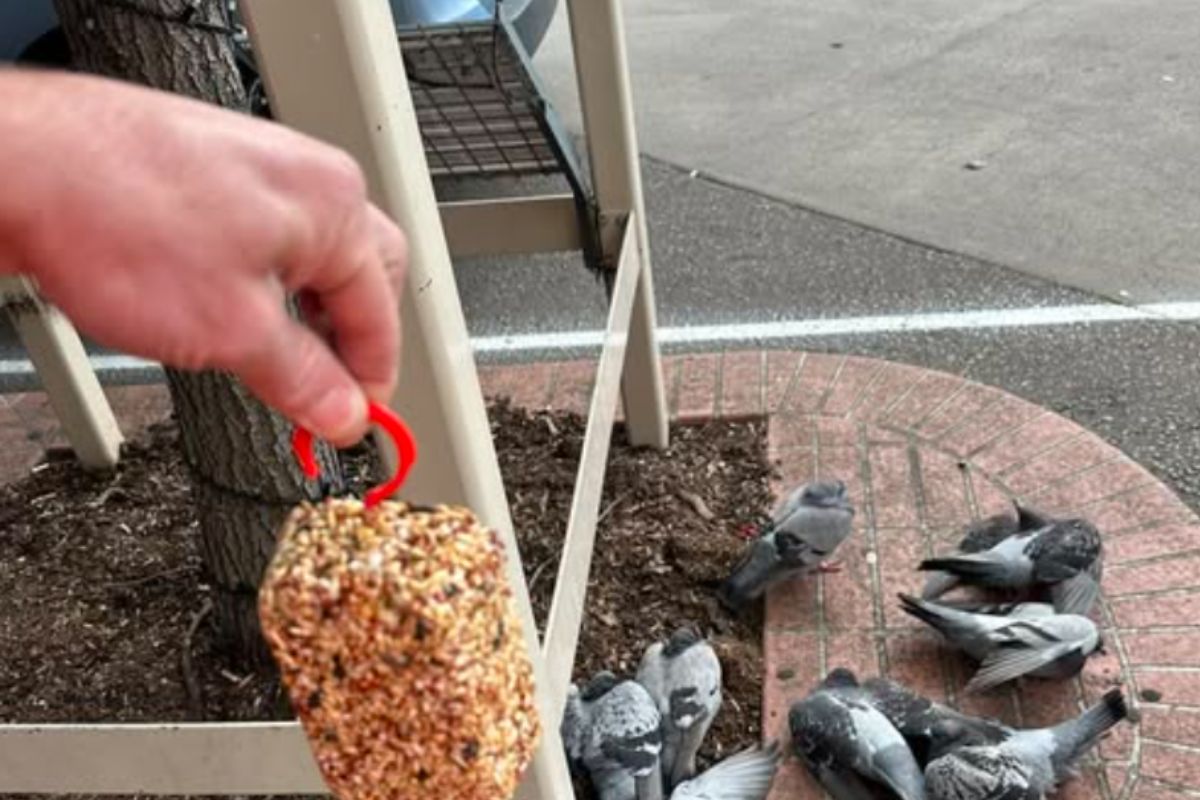 Article image for Pigeon poisoning scandal – Council under pressure to act on animal cruelty