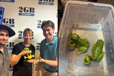 Miracle of frogs – FrogID week kicks off to save the amphibians