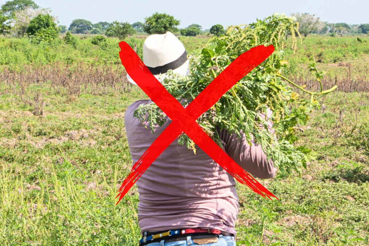 Article image for ‘Locked out’ – Farmers banned from clearing their own land