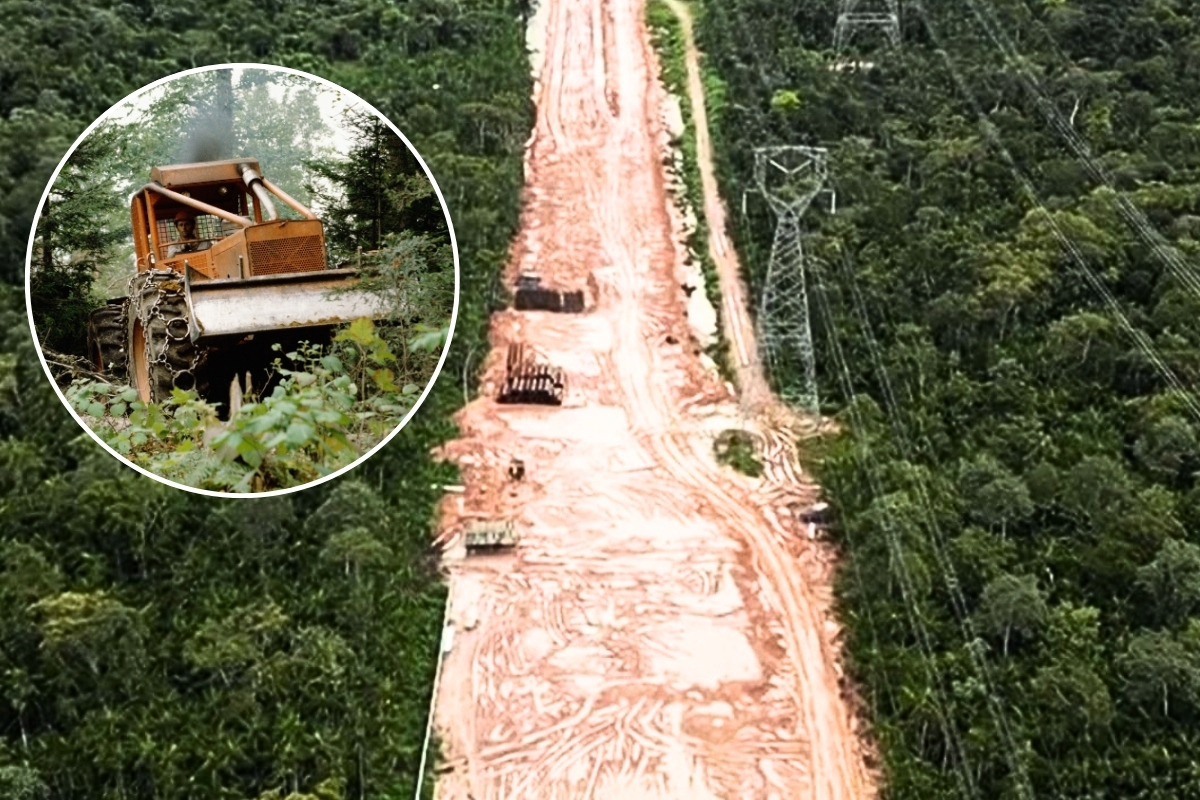 Article image for ‘Hypocrites’ – Rainforest bulldozed to make way for climate talks