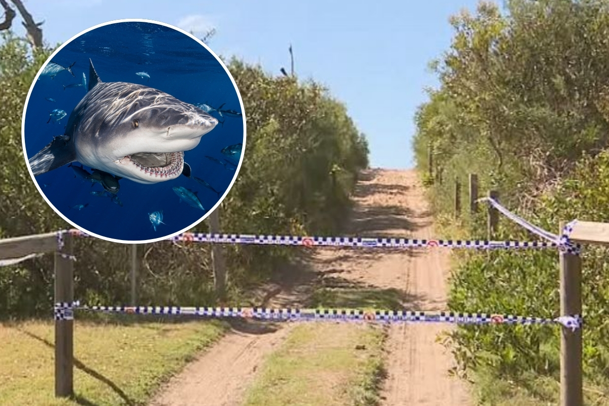 ‘Lack of empathy’ – Levy rips climate change talk after fatal shark attack