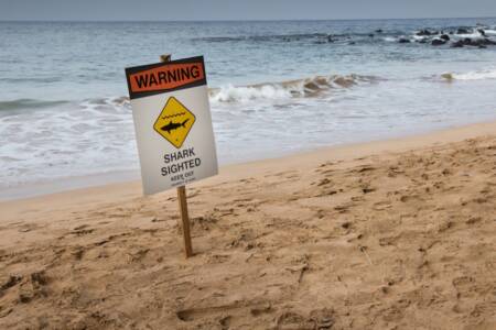 ‘Warnings ignored’ – 3 shark attacks in just 26 hours