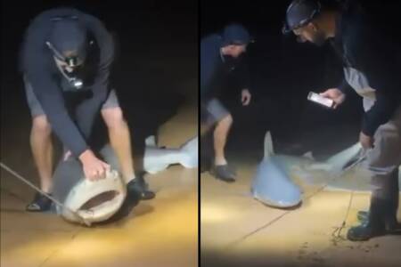 EXCLUSIVE – Shark caught at Narrabeen last night