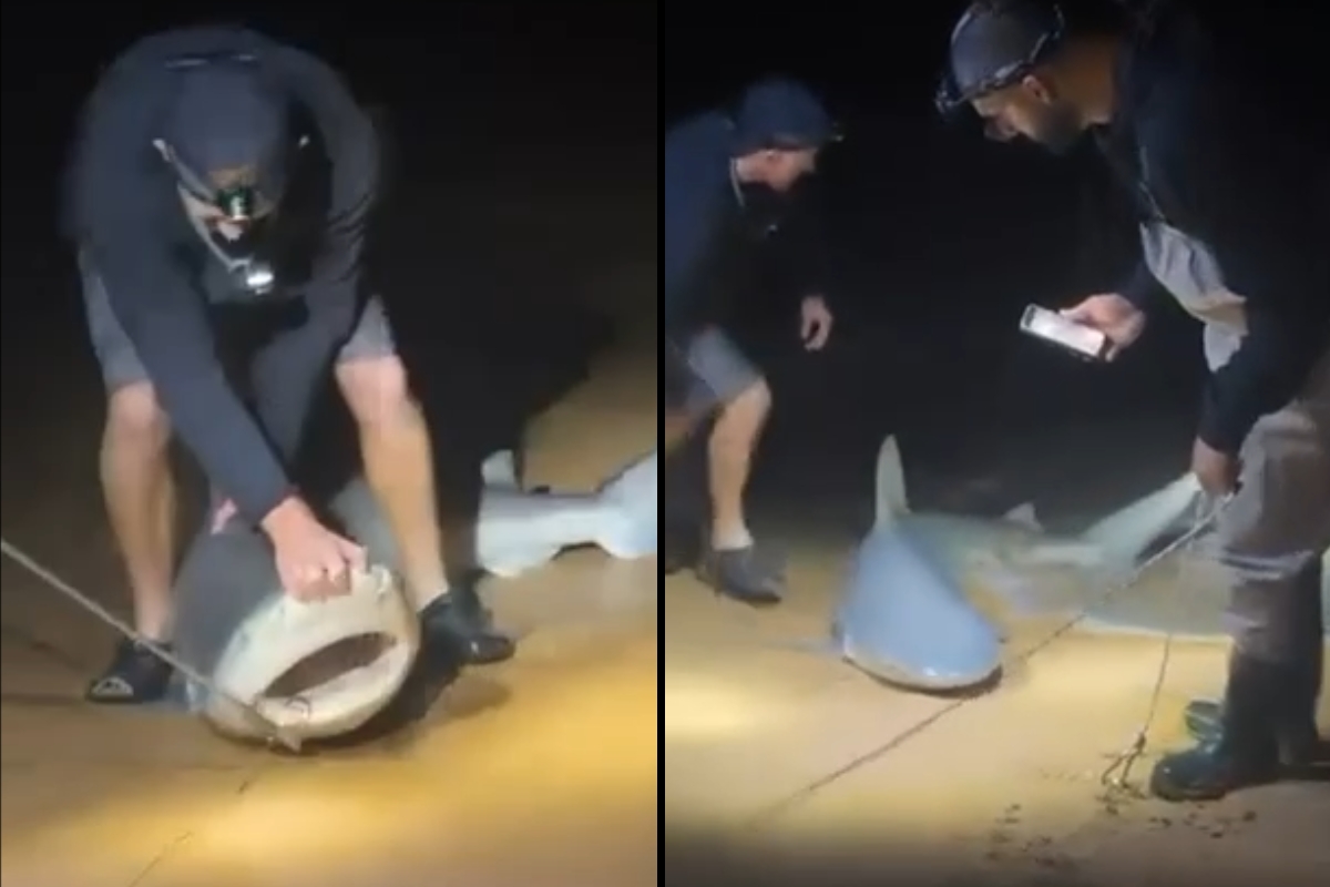 Article image for EXCLUSIVE – Shark caught at Narrabeen last night