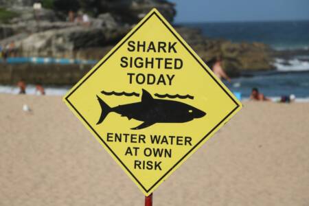 ‘Warmer waters’  – Why shark season will last longer this year