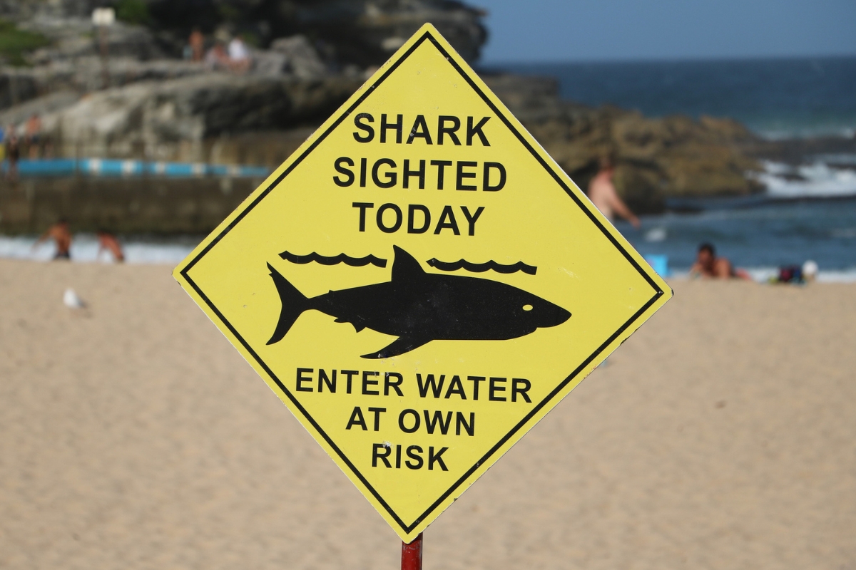 Article image for ‘Warmer waters’  – Why shark season will last longer this year