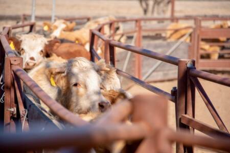 Australian Meat Industry hits out at potential billion-dollar cut to producers