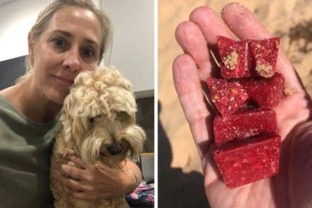 ‘Beyond alarming’ – Sydney dog baiting attacks spread to dedicated parks