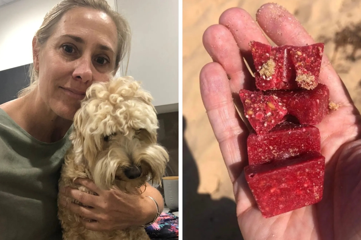 Article image for ‘Beyond alarming’ – Sydney dog baiting attacks spread to dedicated parks