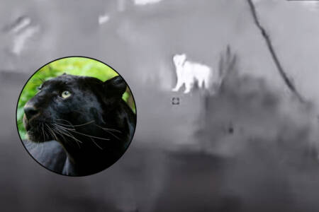 Panther or cat ? – Suspicious sighting in NSW