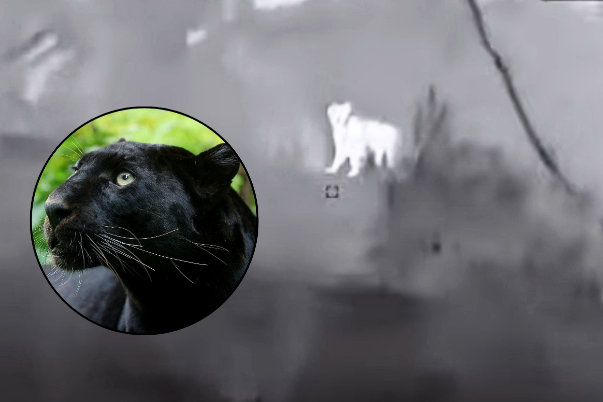 Article image for Panther or cat ? – Suspicious sighting in NSW