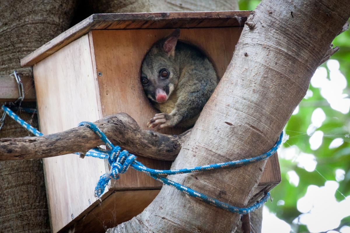 Article image for ‘Hello possum’ – Latest case of crazy council spending