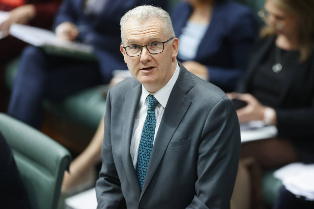 Article image for ‘Desperate poll chasers’ – Zelić slams Tony Burke over his immigration comments