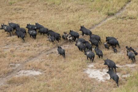 ‘Costing millions’ – Feral pig population skyrockets