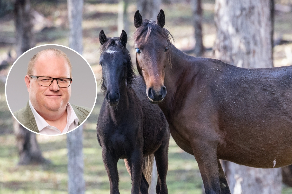 Article image for ‘Explain it!’ – Levy’s big issue with the culling of brumbies