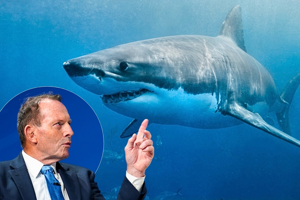 Article image for ‘Kill them’ – Tony Abbott wants sharks culled after latest attack