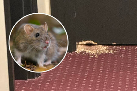 EXCLUSIVE – Elderly woman under attack from rats