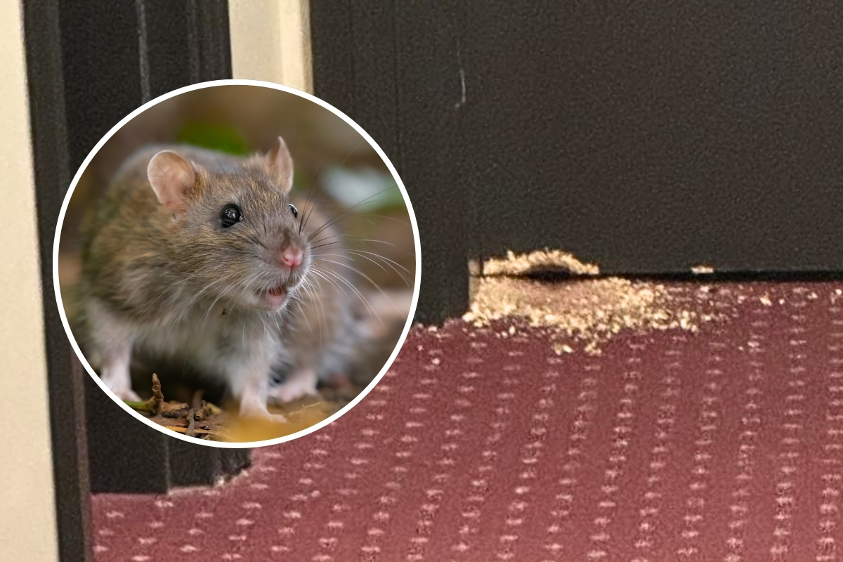 Article image for EXCLUSIVE – Elderly woman under attack from rats