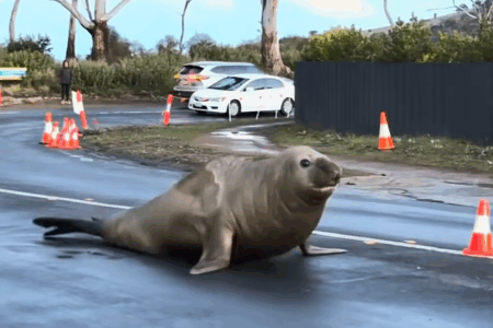 Euthanasia threat looms for Neil the Seal: The urgent reason public obsession could turn deadly