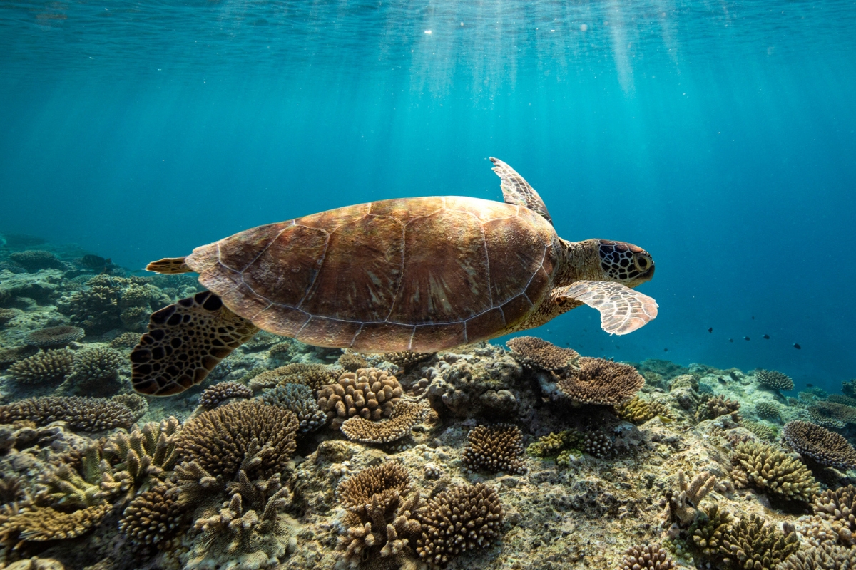Article image for ‘Brainwashing’ – Positive update on Great Barrier Reef