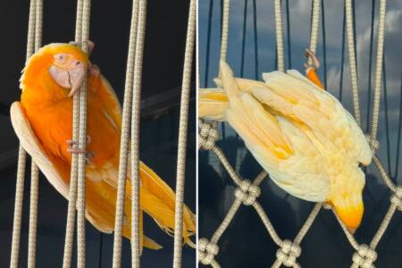 ‘Sydney bird hunt’ – Can you help us find Twisty ?